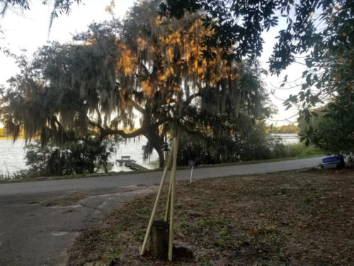 Looking at the live oak and the lake