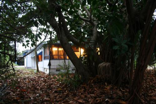 The northwest corner through the banyan tree